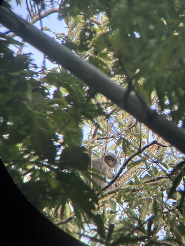 Tenasserim Lutung (Trachypithecus barbei) — Vulnerable Mammalia