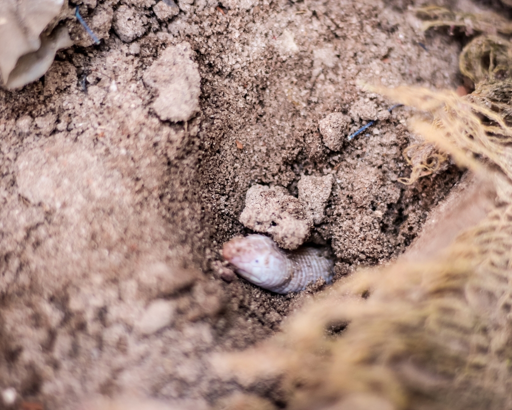 Rio Grande Worm Lizard
