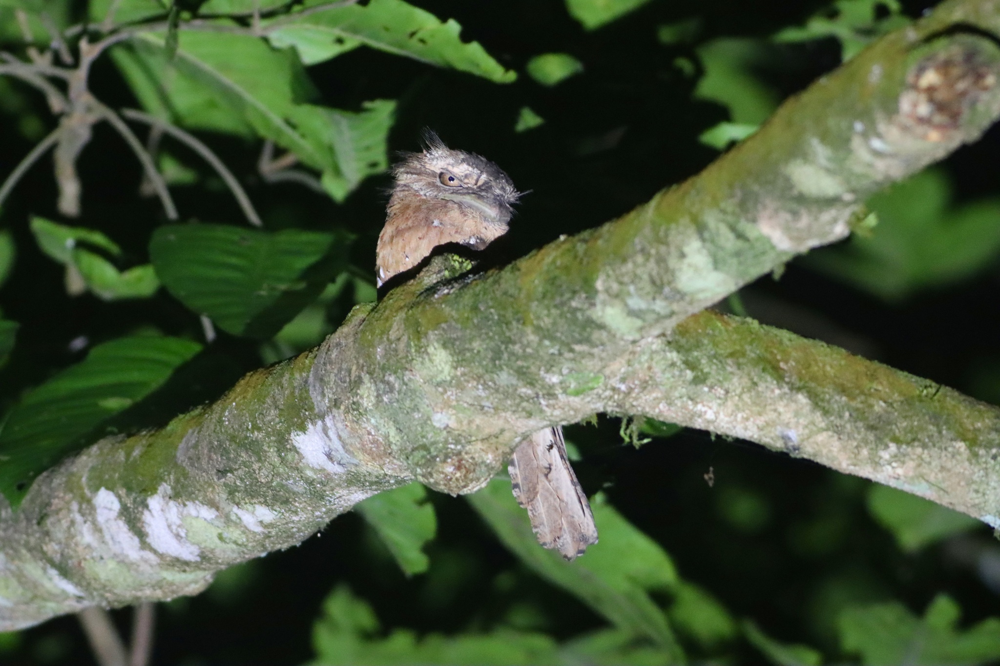 Sri Lanka Frogmouth (Batrachostomus moniliger), photo 8