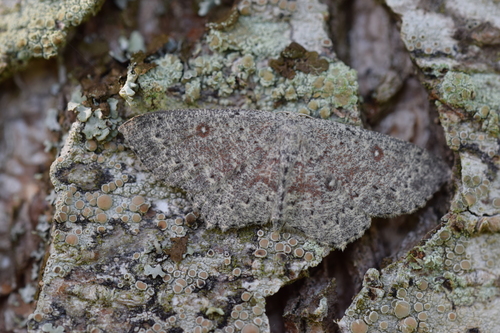 Cyclophora pendularia