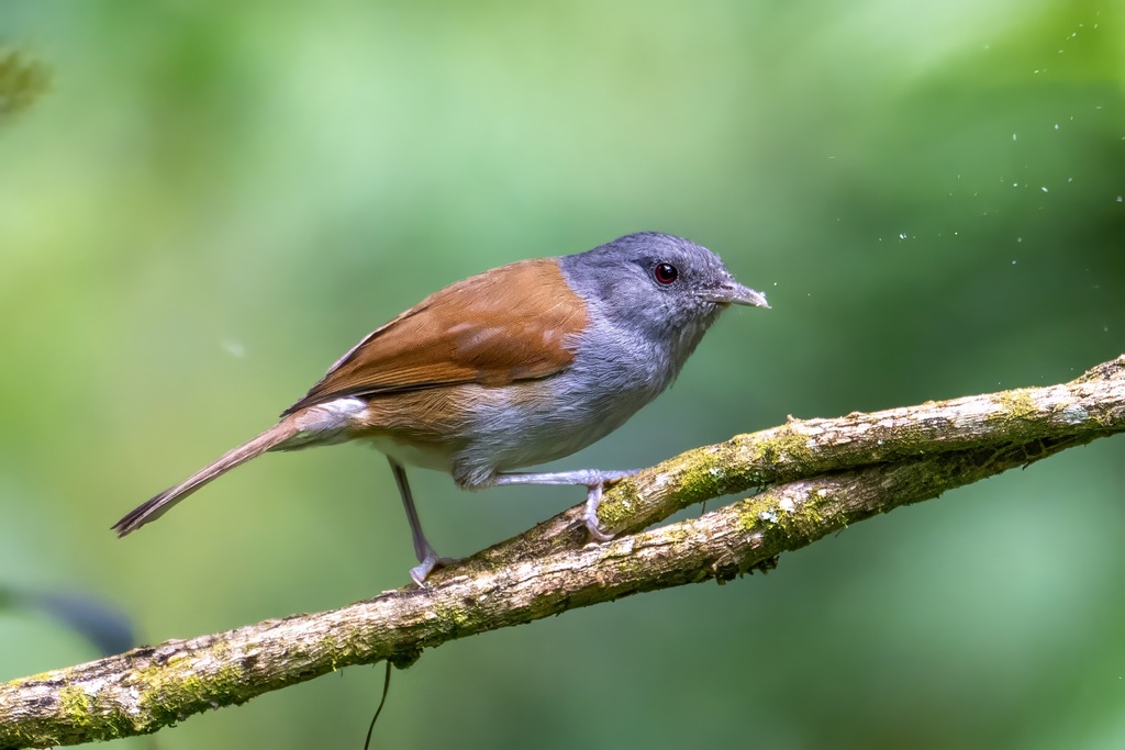 African Hill Babbler photo