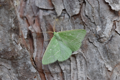 Thetidia smaragdaria