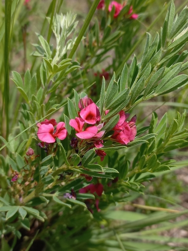 Image of Indigofera hilaris by (c) Brian du Preez, some rights reserved (CC BY-SA)