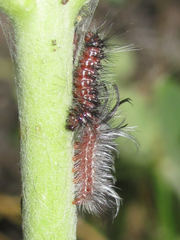 Pygoctenucha terminalis