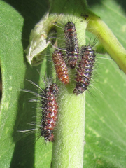 Pygoctenucha terminalis