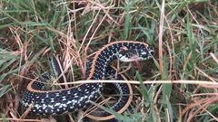 Thamnophis sirtalis annectens