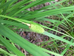 Carex squarrosa