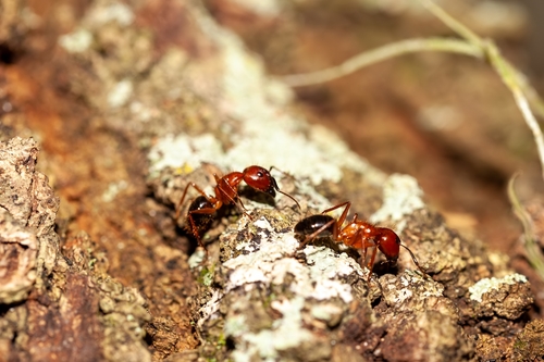 Florida carpenter ant
