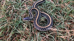 Thamnophis sirtalis annectens