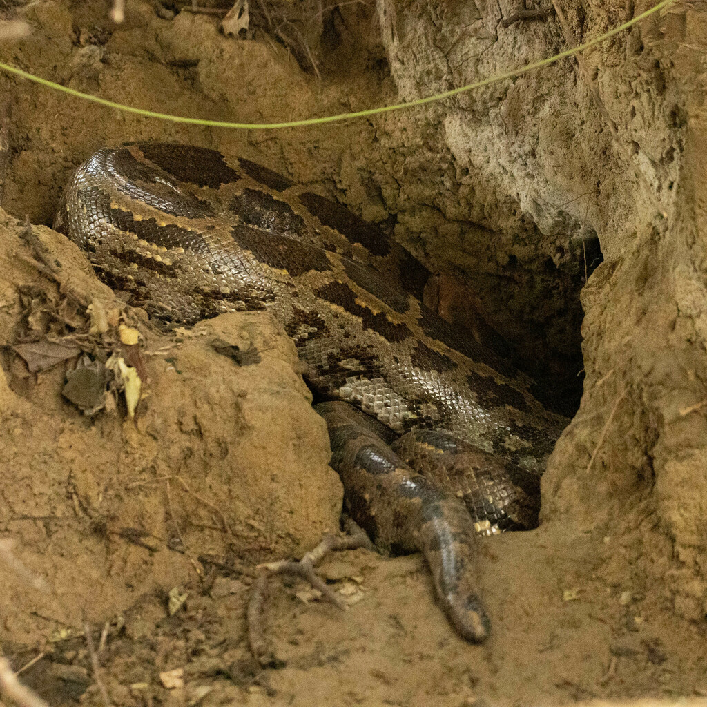 Indian Python in January 2025 by shtepbraiter · iNaturalist