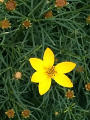 Coreopsis verticillata