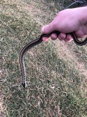 Thamnophis sirtalis annectens