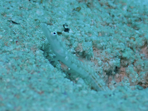 Yellowface pikeblenny (Chaenopsis limbaughi) — Chaenopsidae — 2