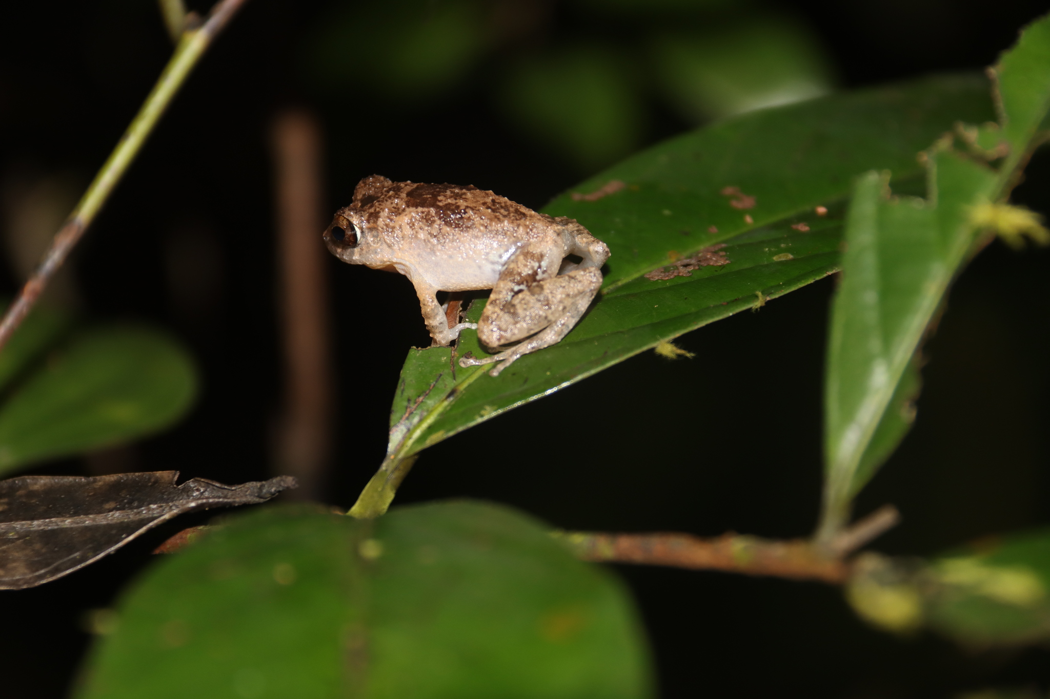Kandian Shrub Frog, Pseudophilautus rus