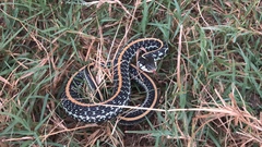 Thamnophis sirtalis annectens