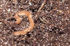 Caenoplana