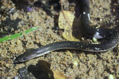 Ceylon Wolf Snake