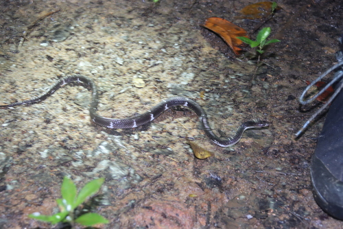 Ceylon Wolf Snake