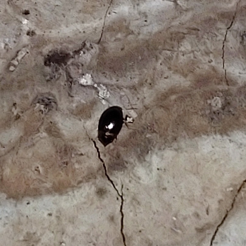 Scaphisoma castaneipenne