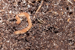 Caenoplana