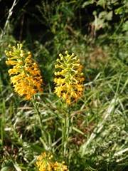 Platanthera cristata