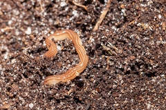 Caenoplana