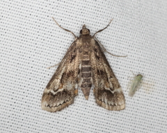 Parapoynx obscuralis