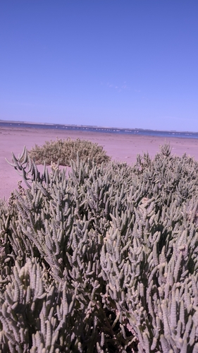 Image of Salicornia neei by (c) Maricel Centi Ferrei, some rights reserved (CC BY-SA)