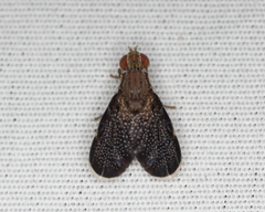 Eutreta noveboracensis