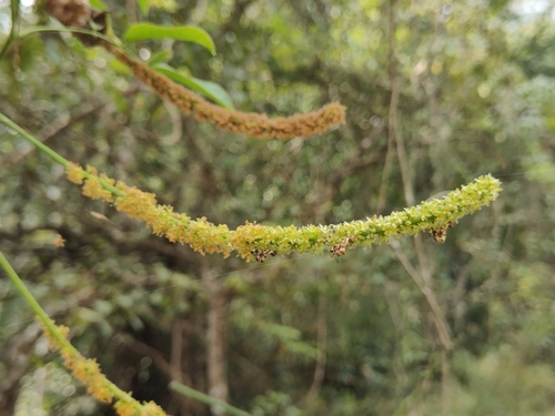 Foto de Sementes-de-macaco