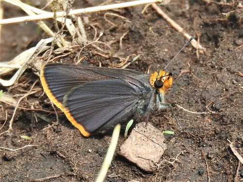 Orange-edged Roadside-Skipper