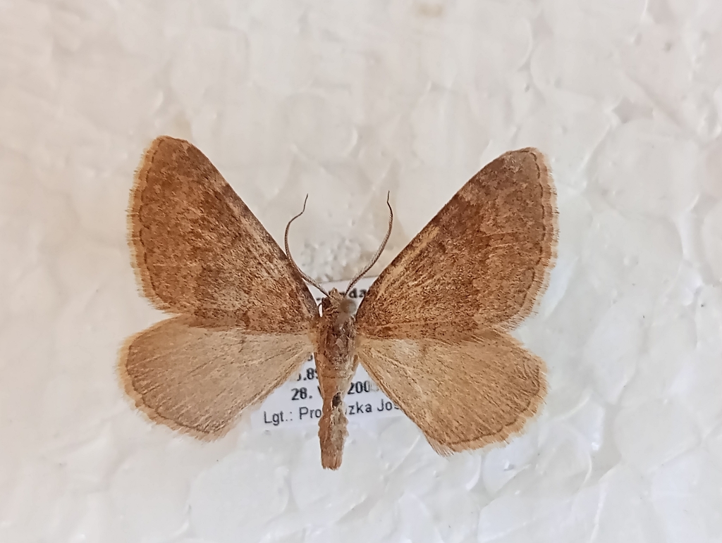 Scotopteryx alfacaria