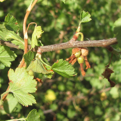 Ribes montigenum