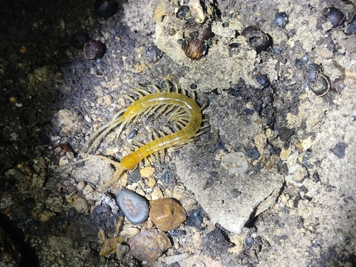 Scolopocryptops zhijinensis