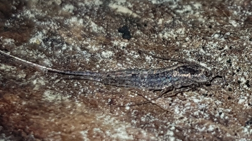 Lepismachilis targionii