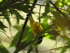 Euphonia chlorotica