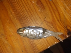 Dorosoma cepedianum