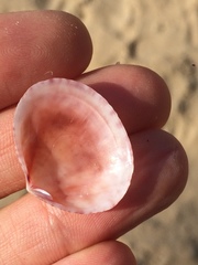 Semele purpurascens