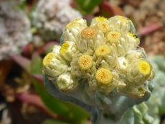 Artemisia pycnocephala