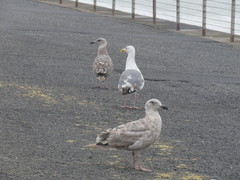 Larus glaucescens × occidentalis