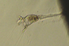 Collotheca