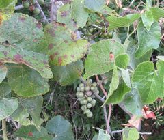 Vitis berlandieri