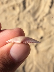 Semele purpurascens
