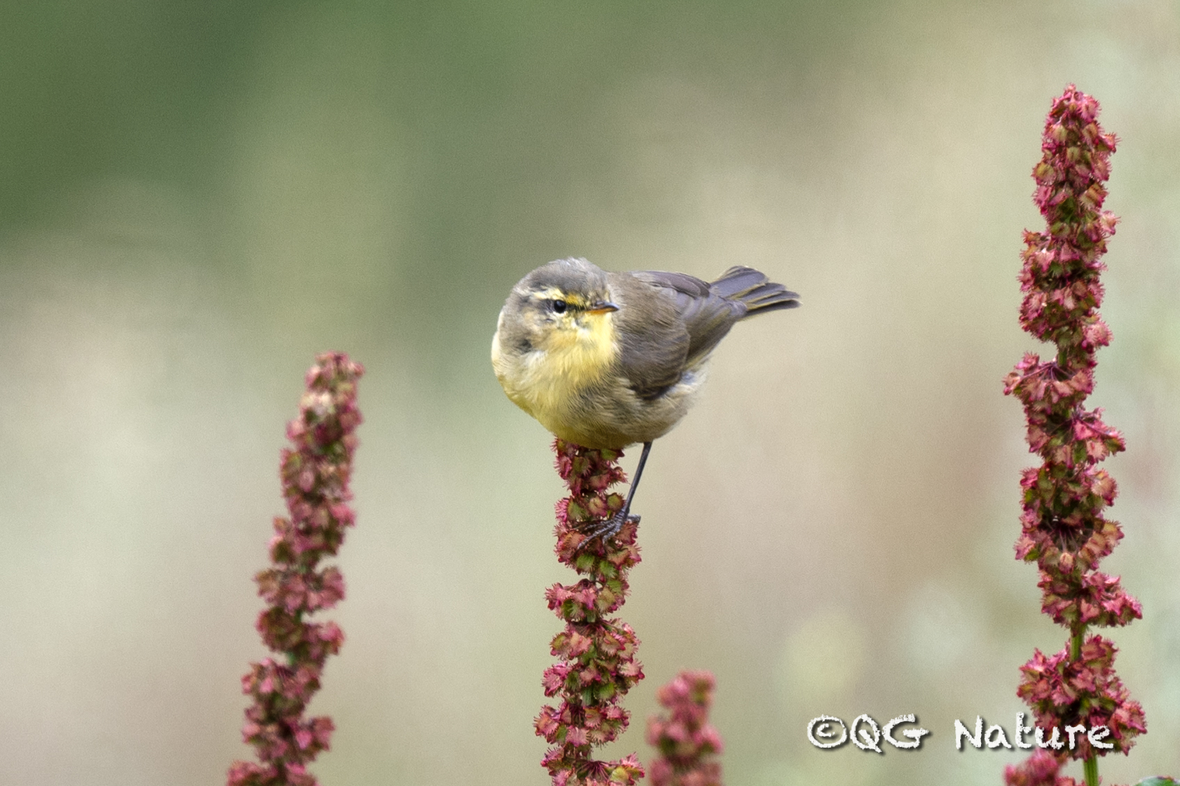 Tickell's Leaf Warbler