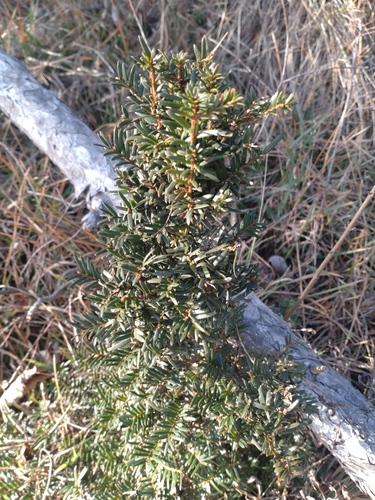 Wellesley yew (Taxus ×)