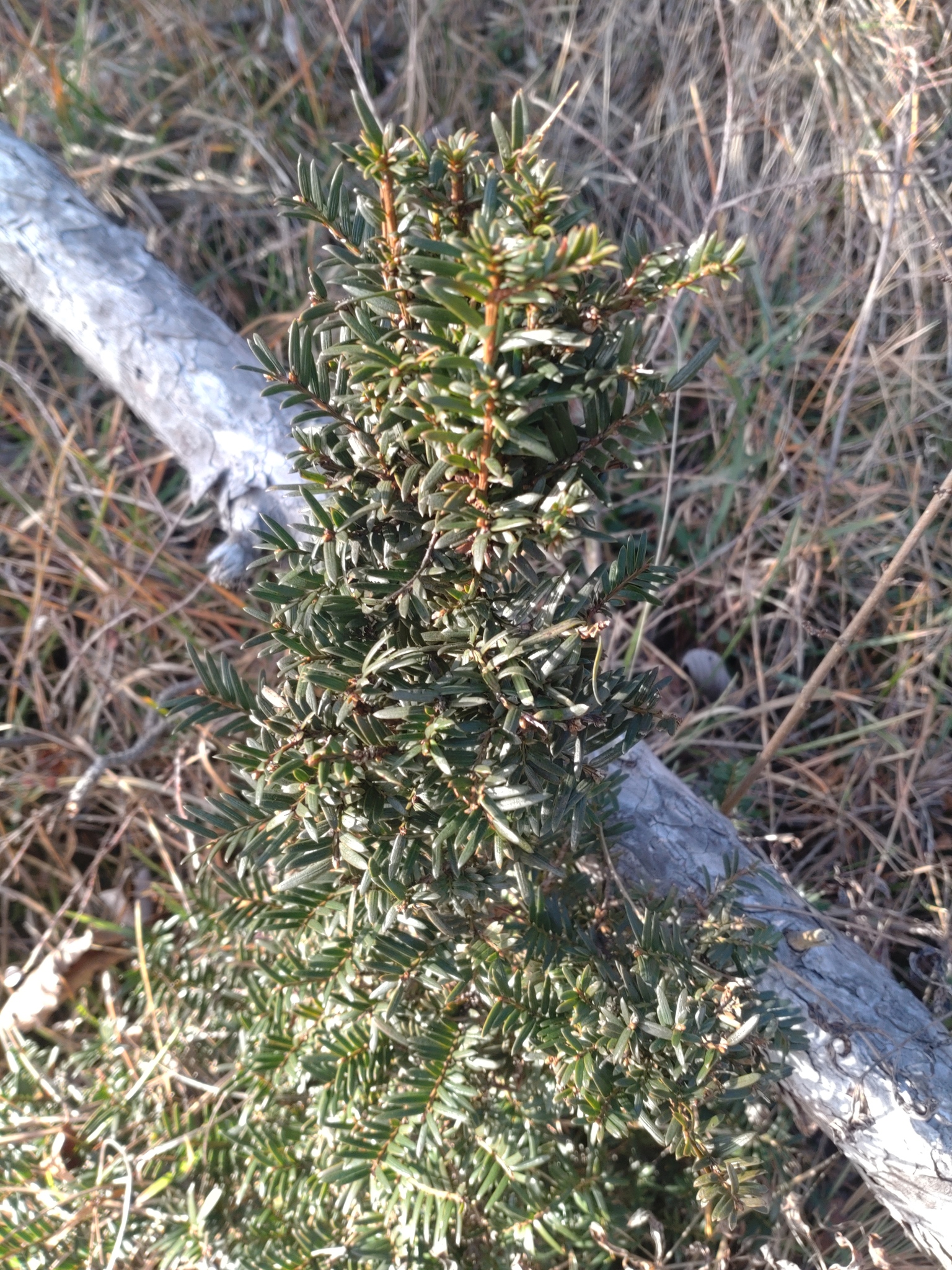 Wellesley Yew (Taxus ×)