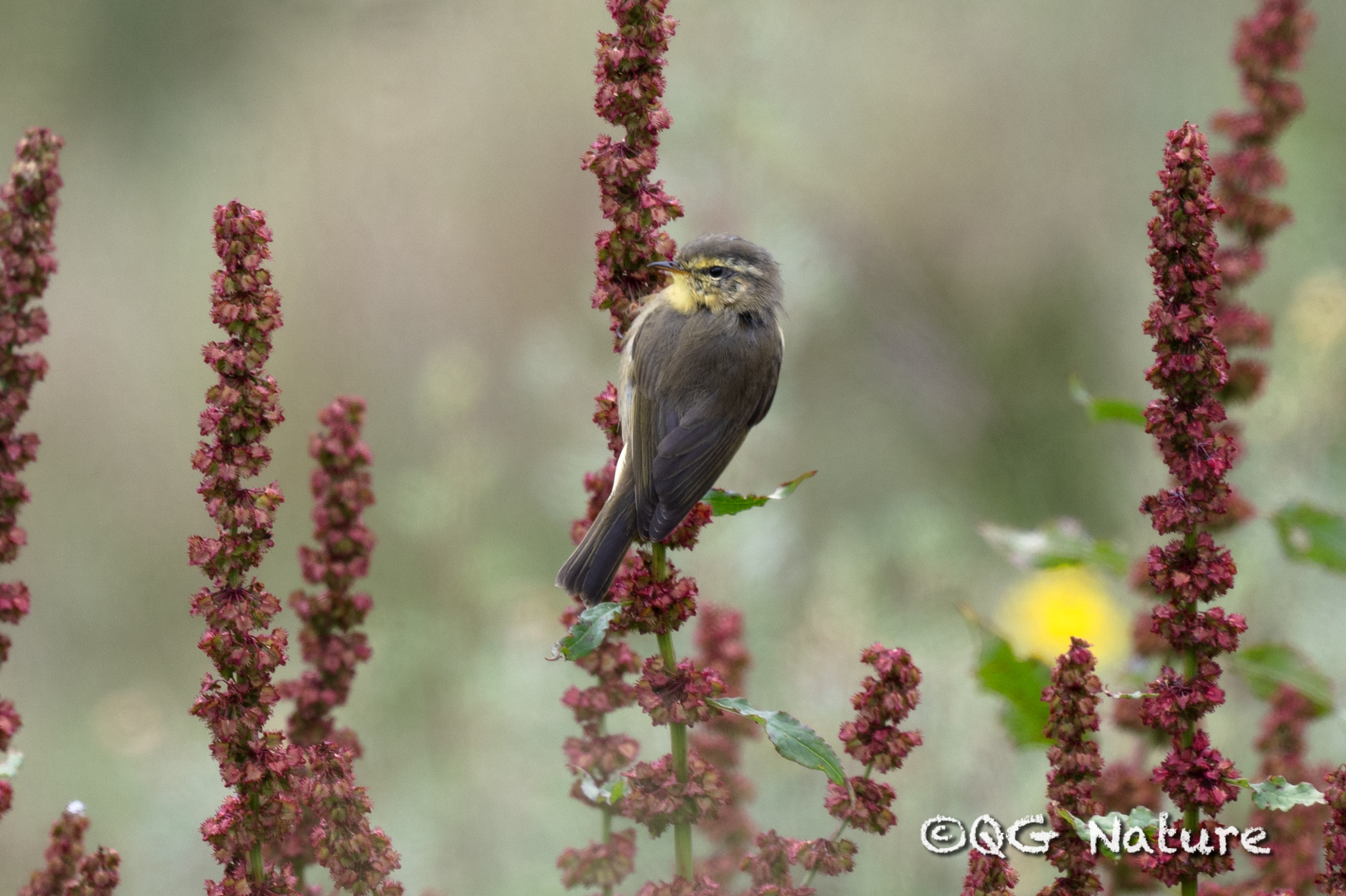 Tickell's Leaf Warbler