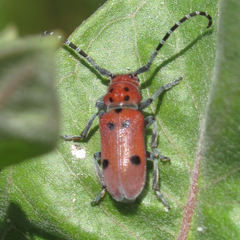 Tetraopes annulatus