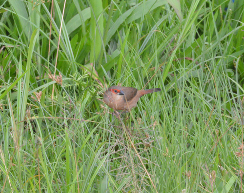 Common Waxbill