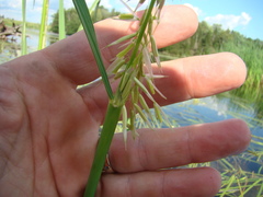 Zizania palustris